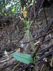 Cryptostylis arachnites