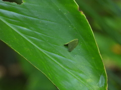 Ricania sublimata