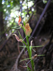 Cryptostylis arachnites
