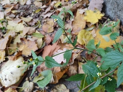 Galinsoga quadriradiata