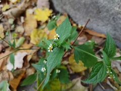 Galinsoga quadriradiata