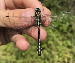 Gomphus schneiderii