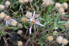Galatella angustissima
