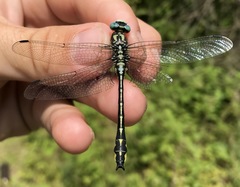 Gomphus schneiderii