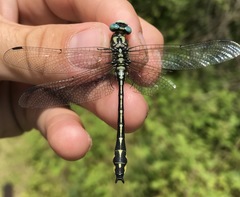 Gomphus schneiderii