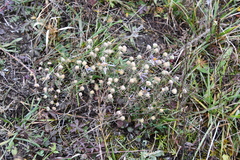 Galatella angustissima