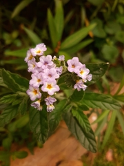 Heliotropium amplexicaule