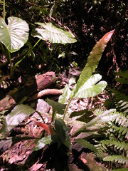 Leptochilus hemionitideus