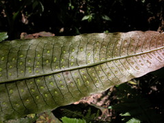 Leptochilus hemionitideus