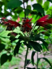 Alstroemeria psittacina