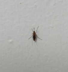 Coquillettidia perturbans