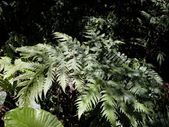 Tectaria griffithii