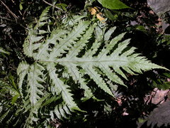 Tectaria griffithii