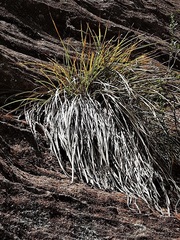 Dianella tenuissima