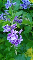Duranta erecta
