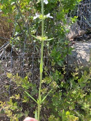 Stachys nigricans image