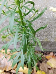 Erigeron canadensis