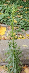 Erigeron canadensis
