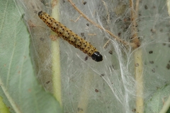 Archips cerasivorana