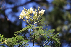 Acacia dealbata dealbata