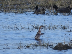 Tachybaptus ruficollis