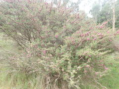 Melaleuca wilsonii