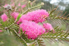 Melaleuca wilsonii