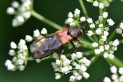 Platydracus chalcocephalus