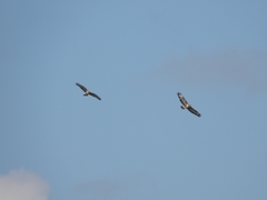 Buteo buteo