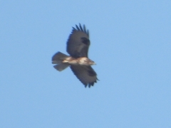 Buteo buteo