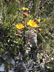 Osteospermum junceum