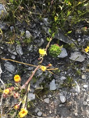 Osteospermum junceum