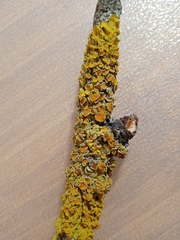 Xanthoria parietina
