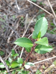 Maytenus magellanica