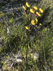 Osteospermum junceum