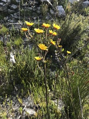 Osteospermum junceum