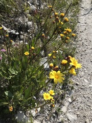 Osteospermum junceum