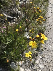 Osteospermum junceum