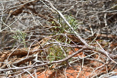 Leichhardtia australis