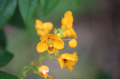 Senna stipulacea