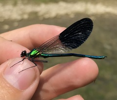 Calopteryx splendens intermedia