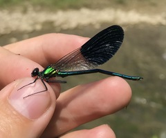 Calopteryx splendens intermedia