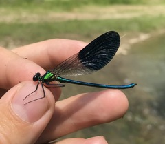 Calopteryx splendens intermedia