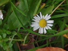 Bellis perennis