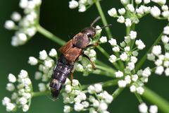 Platydracus chalcocephalus