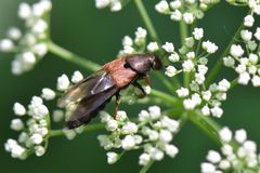 Platydracus chalcocephalus