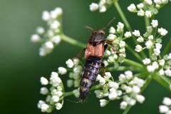 Platydracus chalcocephalus