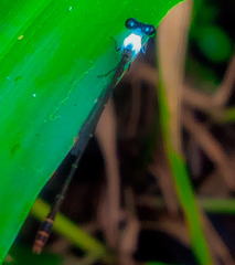 Agriocnemis maclachlani