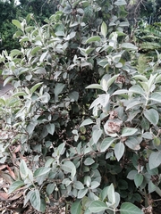 Barleria albostellata