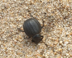 Pimelia angusticollis